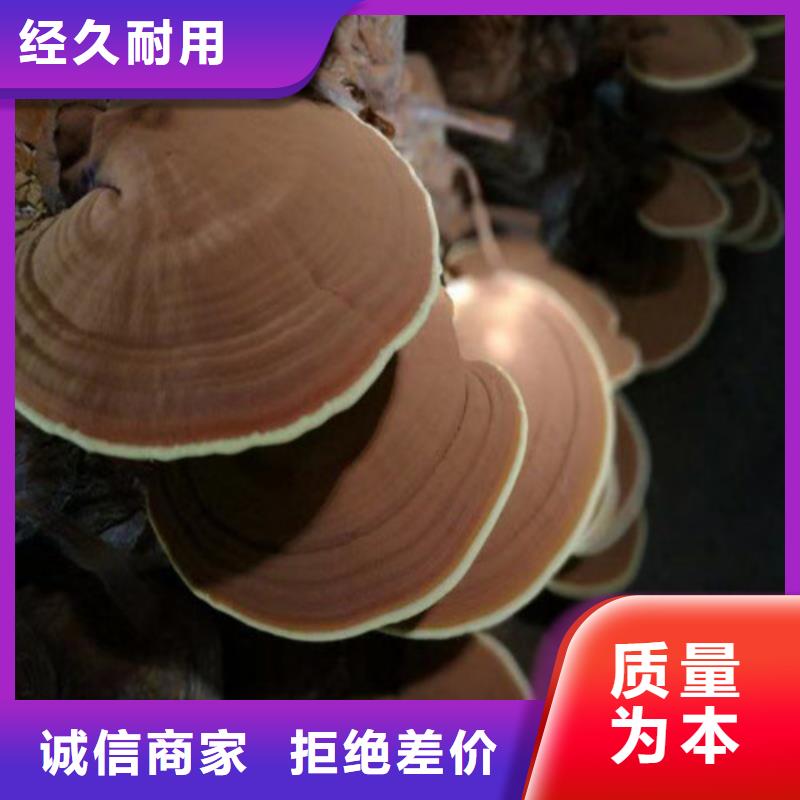 贵州省咨询(云海)灵芝菌种    