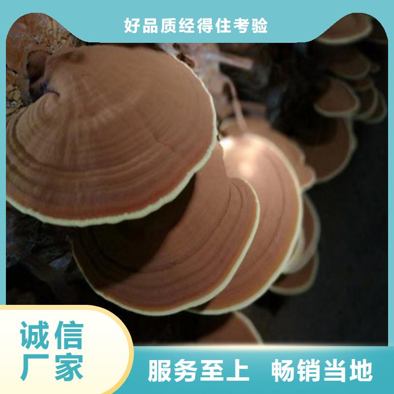 贵州省当地<云海>县灵芝菌种品类齐全