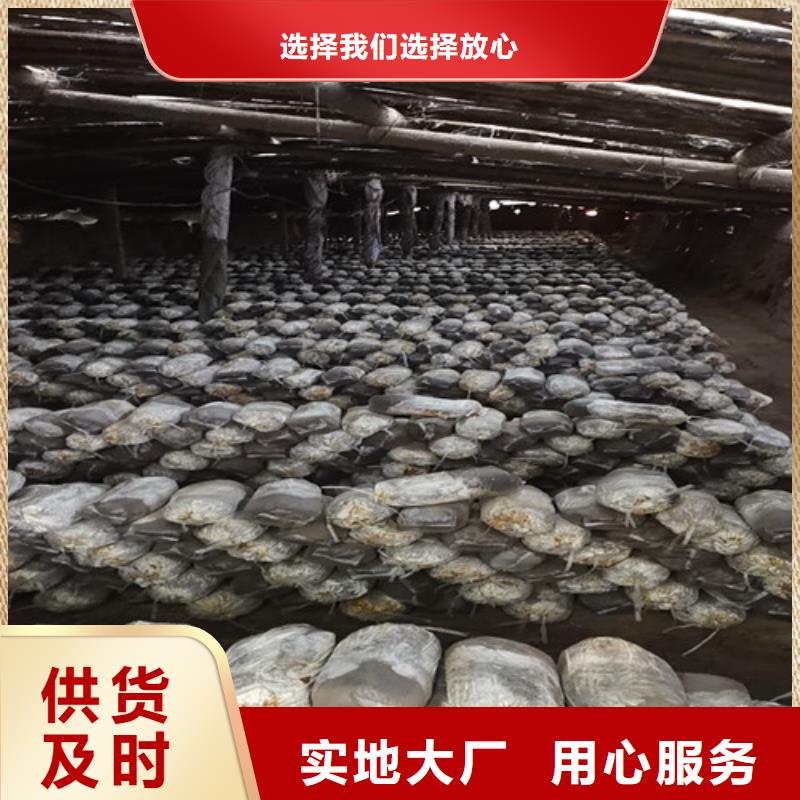 黑龙江省哈尔滨市专业生产品质保证灵芝正确吃法