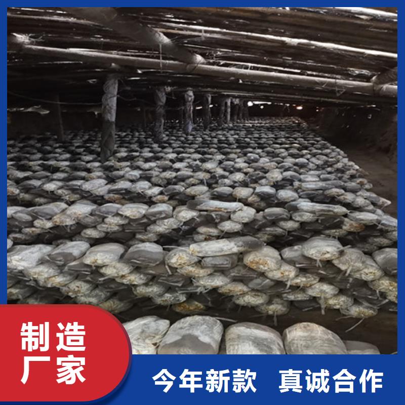 贵州省本土(云海)灵芝孢子粉生产厂家