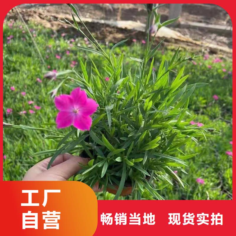 ?馬鞭草廠家價格公道安裝簡單