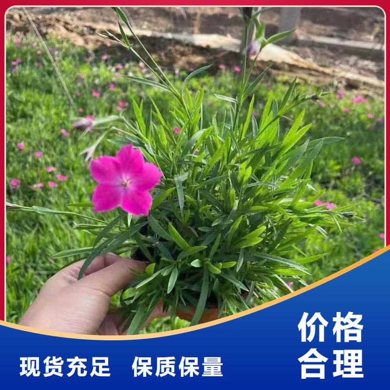品質(zhì)保證的馬鞭草廠家
