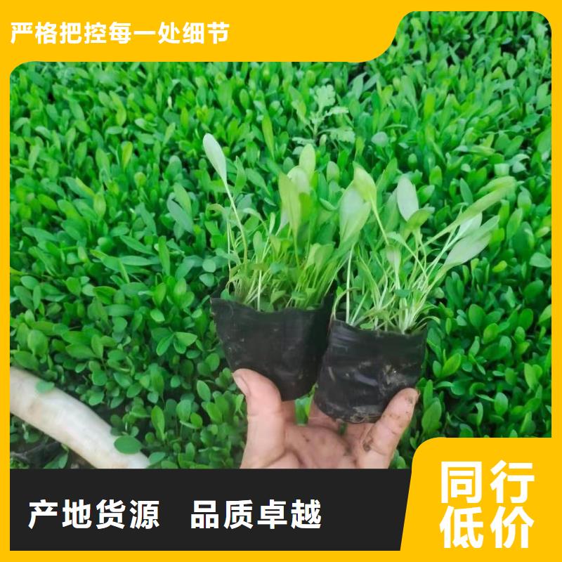 马鞭草-售后无忧品质保障价格合理