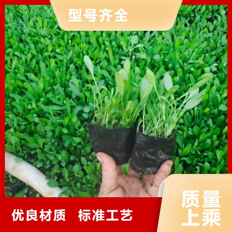 專業銷售馬鞭草廠家當地貨源