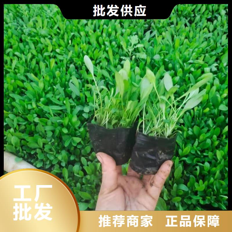 馬鞭草-可貨到付款