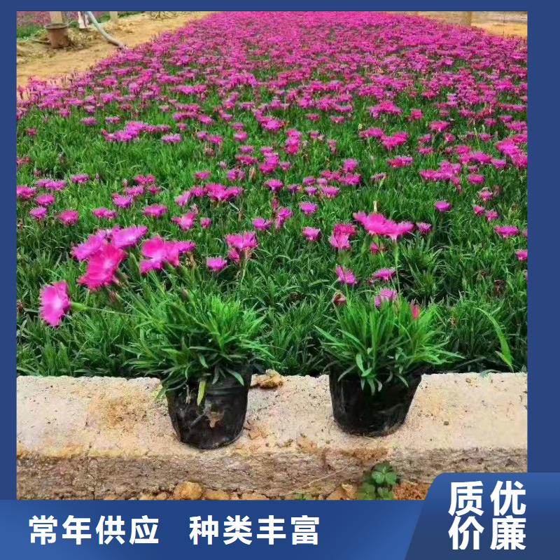 馬鞭草-供應廠家