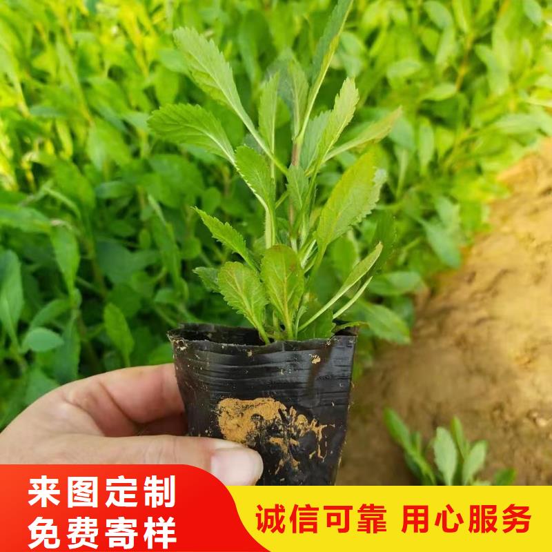 马鞭草厂家技术领先