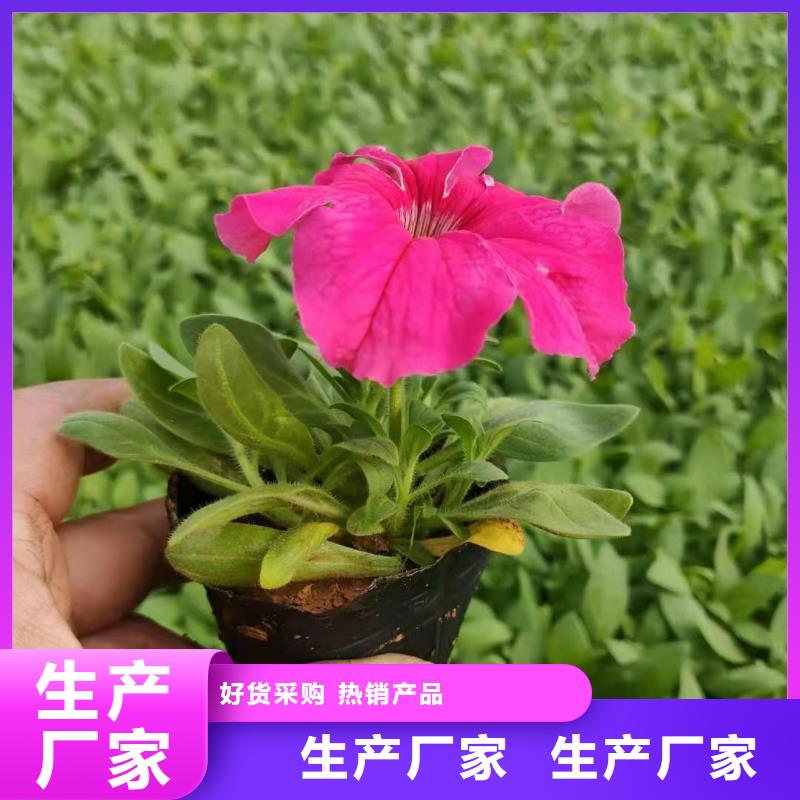 马鞭草批发价格