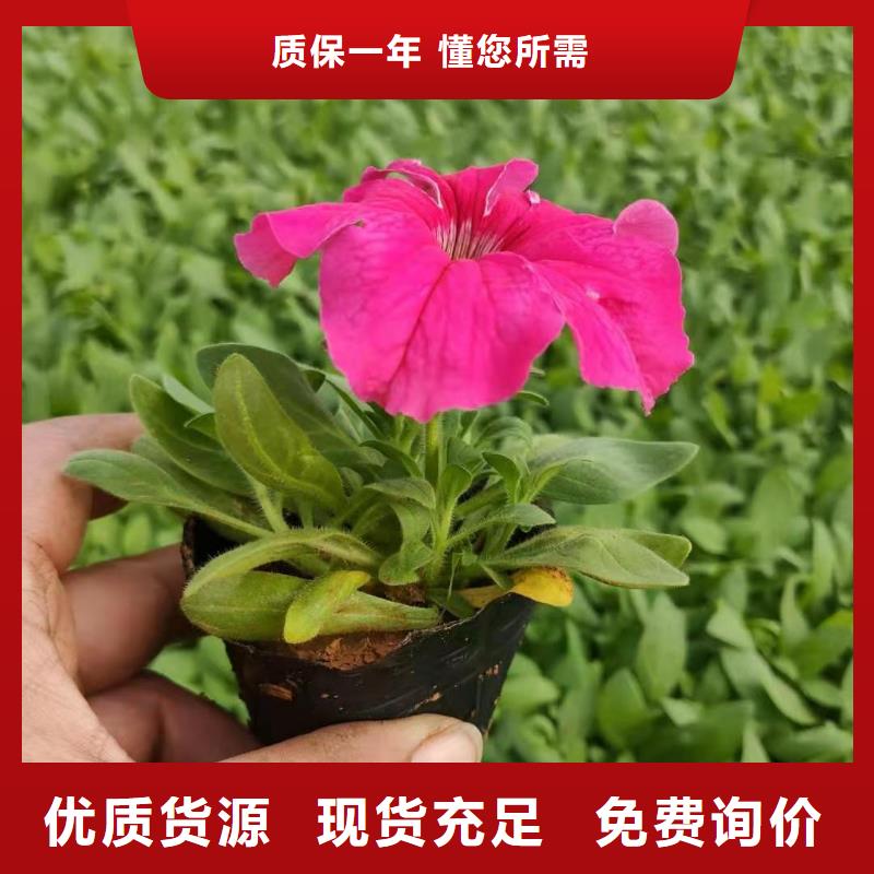 馬鞭草廠家定制