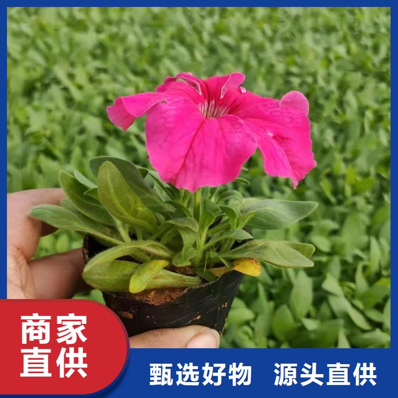馬鞭草在哪里買