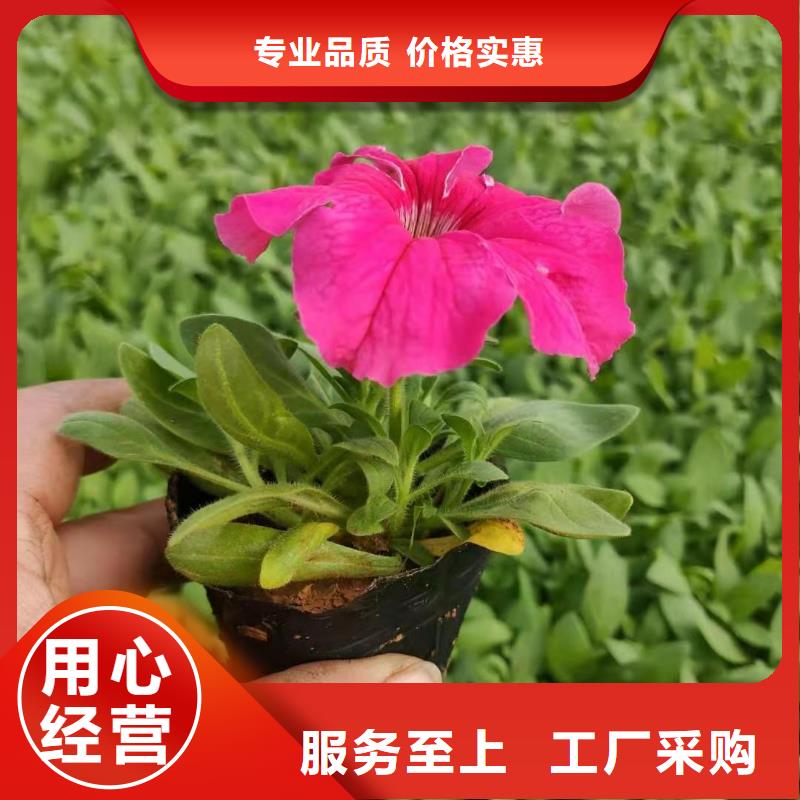 馬鞭草廠家