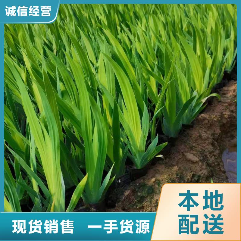 常年供應馬鞭草-省錢