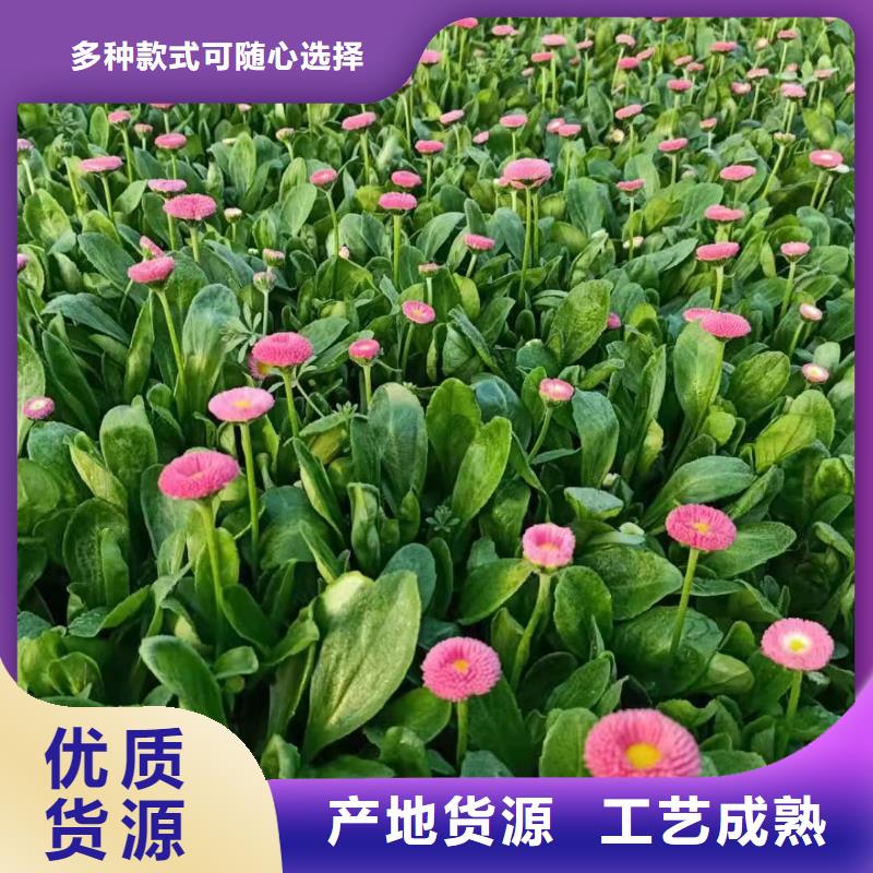 暢銷的馬鞭草生產廠家