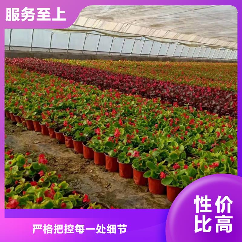 馬鞭草、馬鞭草直銷廠家