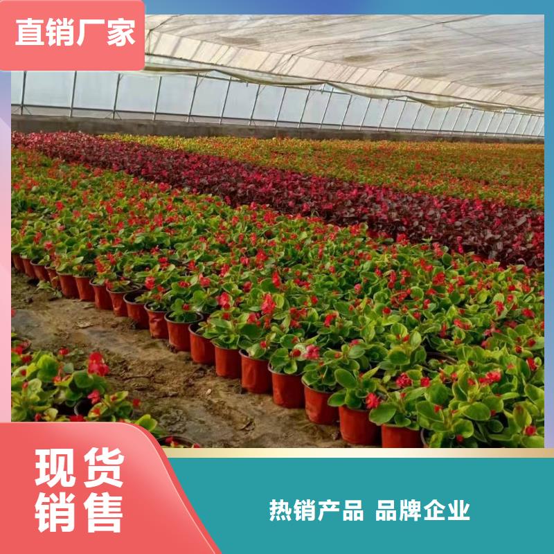 馬鞭草直銷品牌:馬鞭草生產(chǎn)廠家