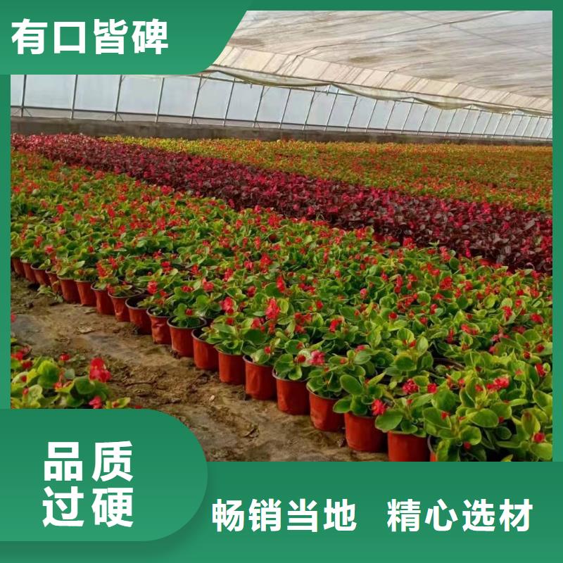 買馬鞭草必看-可信賴