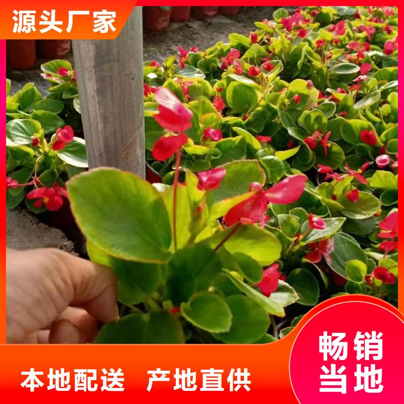 供應批發馬鞭草-價格優惠