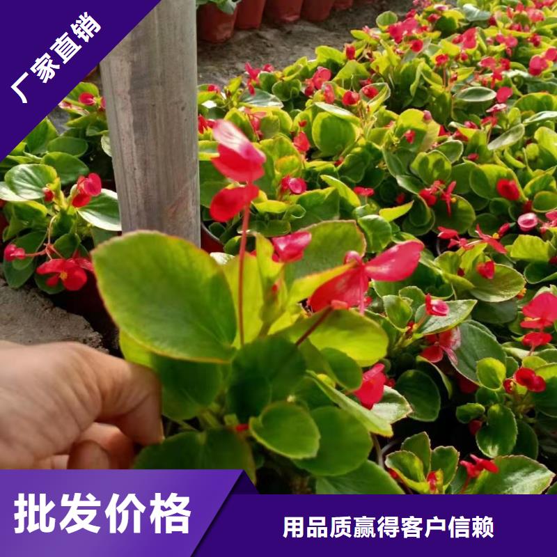 馬鞭草廠家直銷-全國發貨