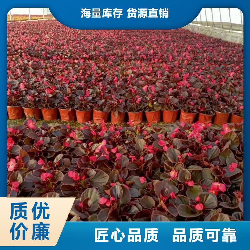生產(chǎn)馬鞭草_優(yōu)質(zhì)廠家
