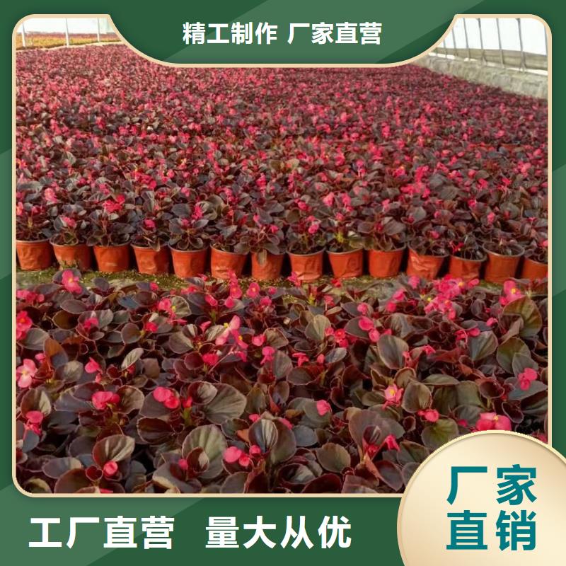 優質馬鞭草的批發商老品牌廠家