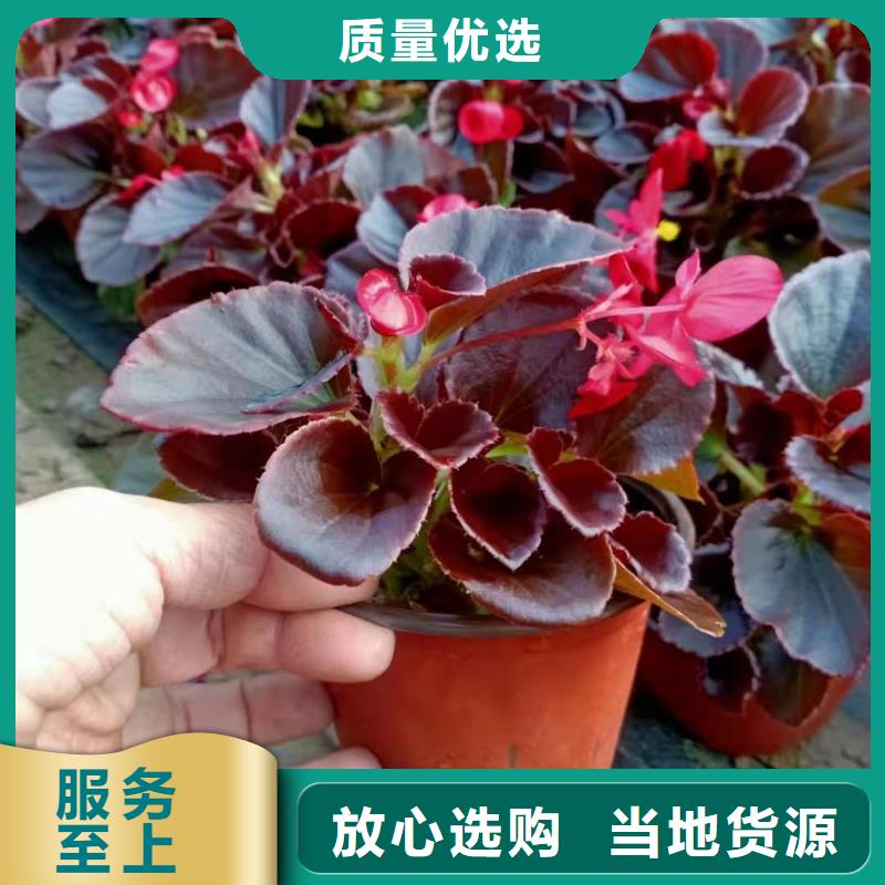 馬鞭草在線報(bào)價(jià)