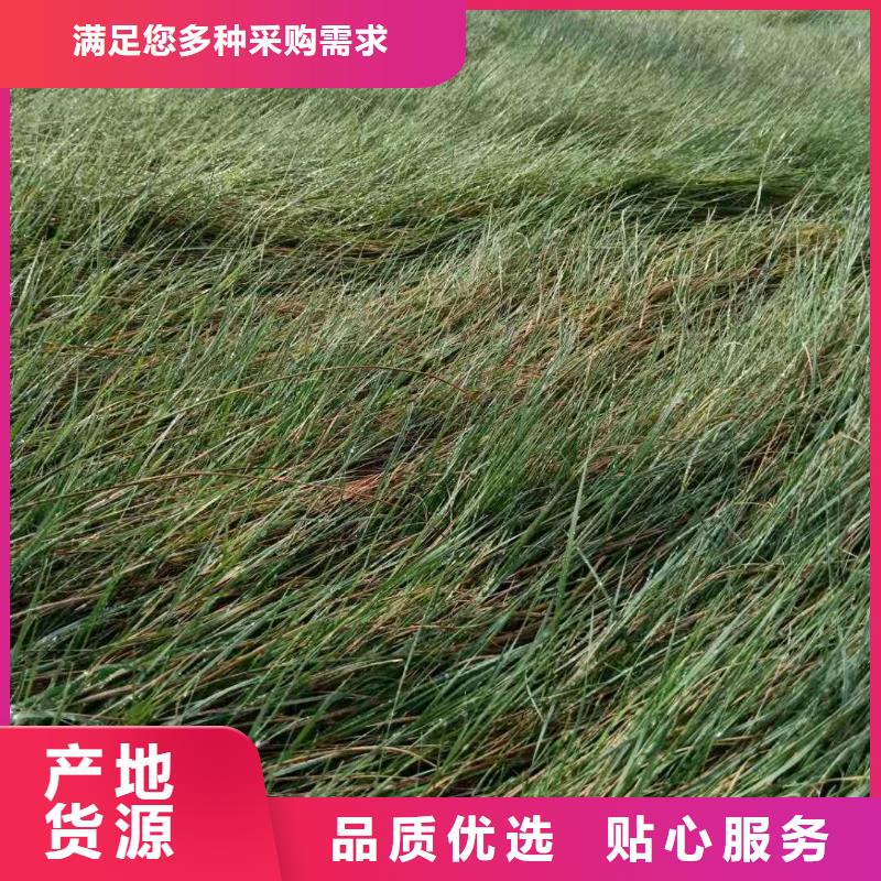 馬鞭草實體廠家直銷