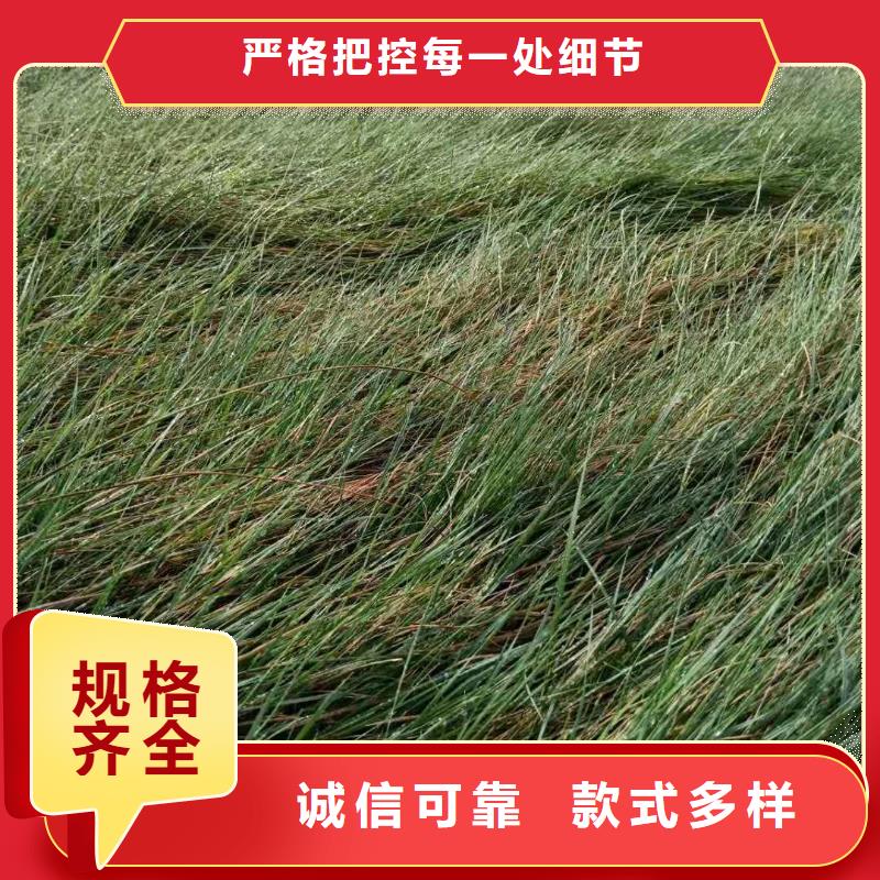 馬鞭草廠家放心購