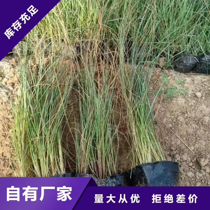 供应马鞭草马鞭草批发实力优品