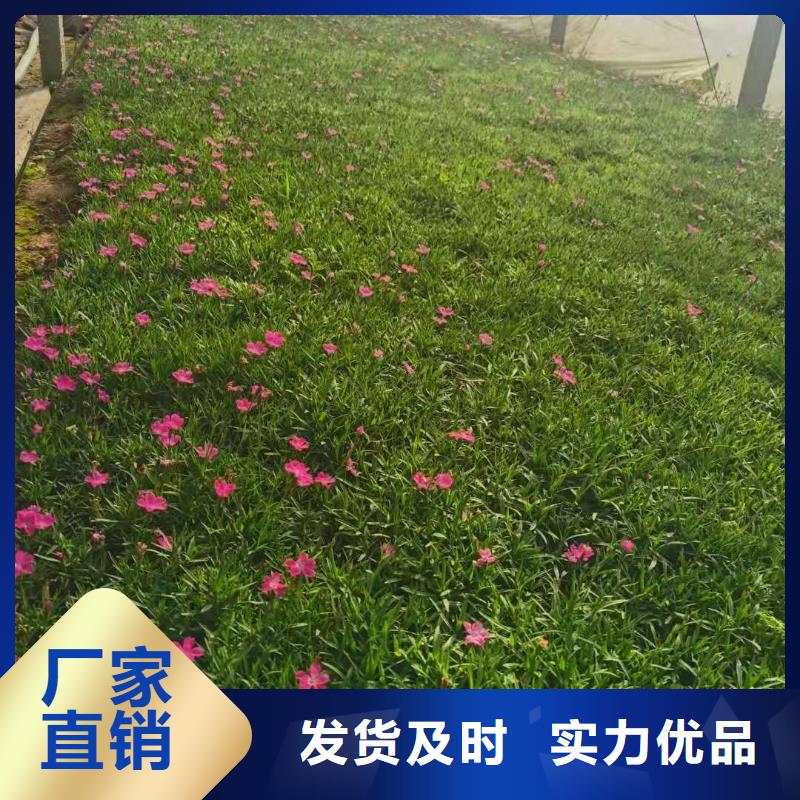 #馬鞭草#-廠家直銷