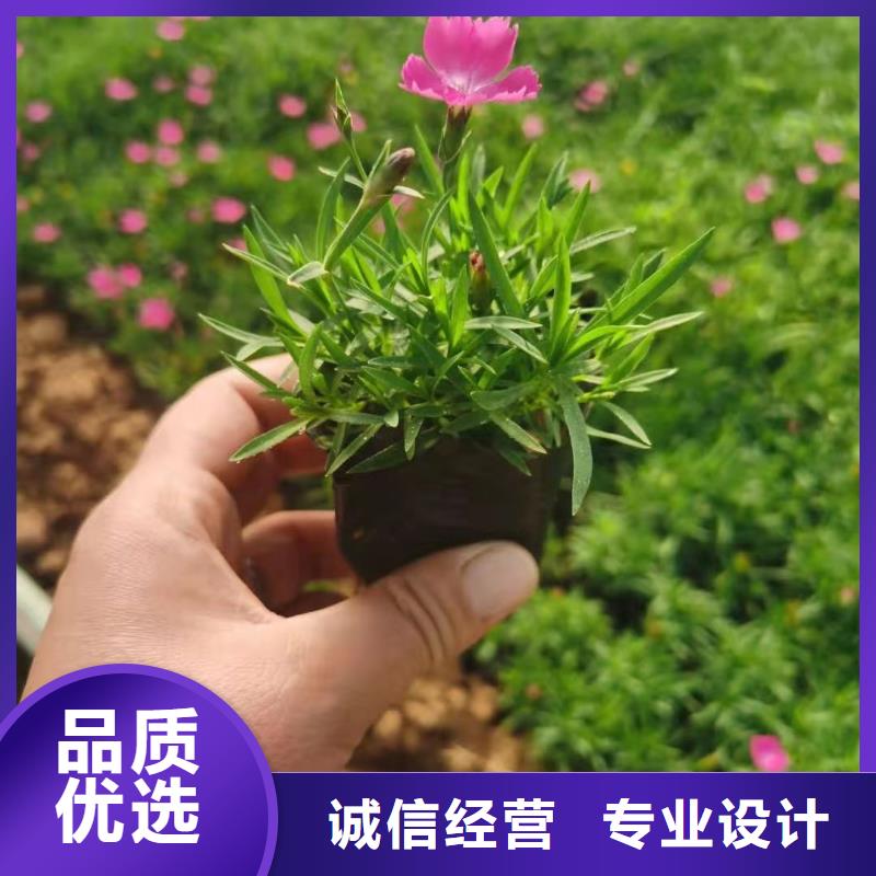 马鞭草批发价格