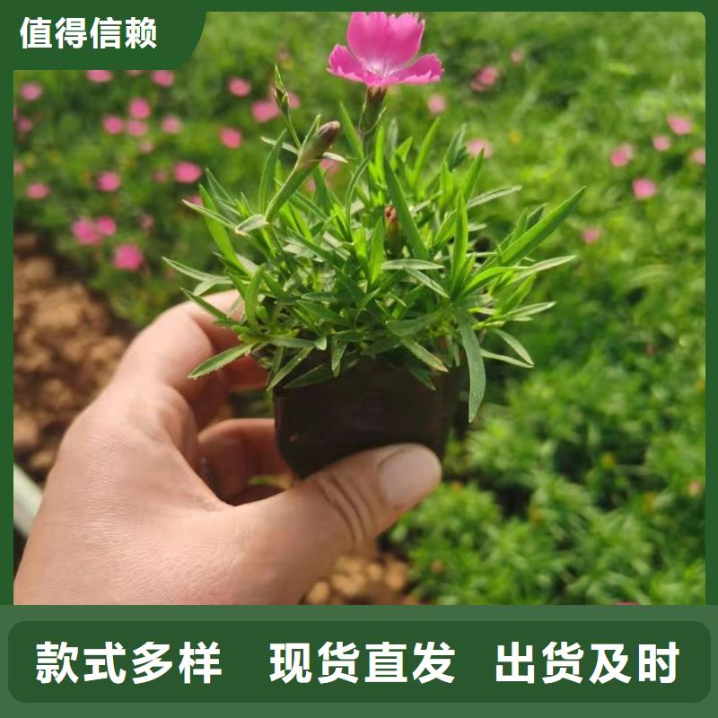 馬鞭草公司-加工廠