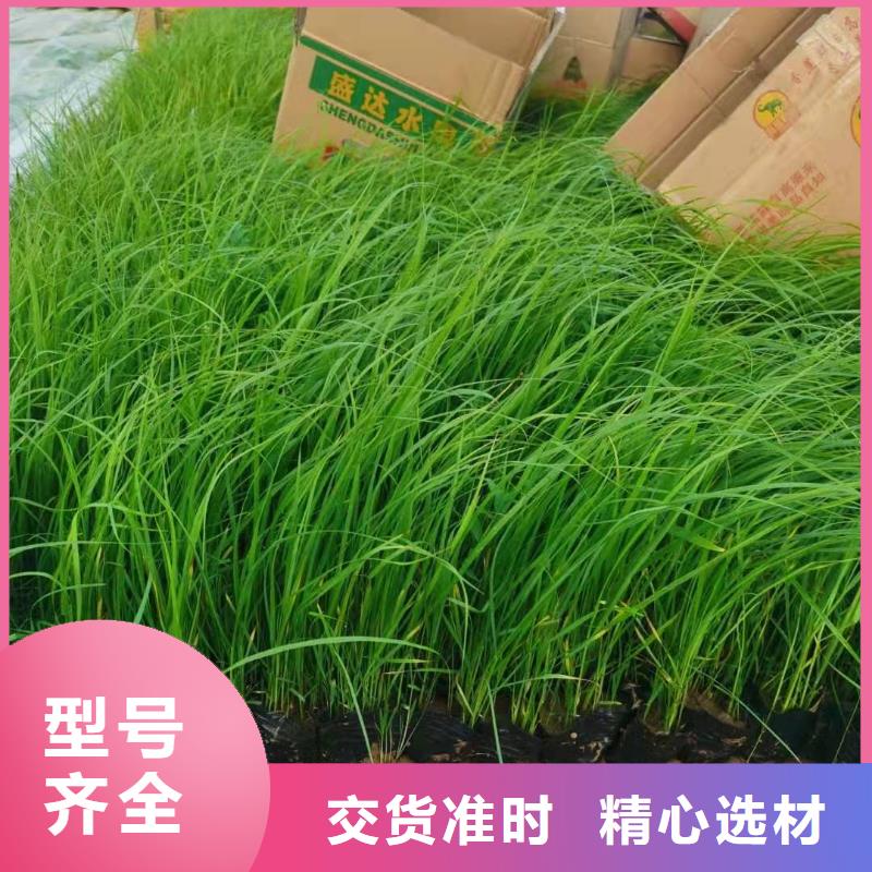 马鞭草-马鞭草品牌厂家支持非标定制