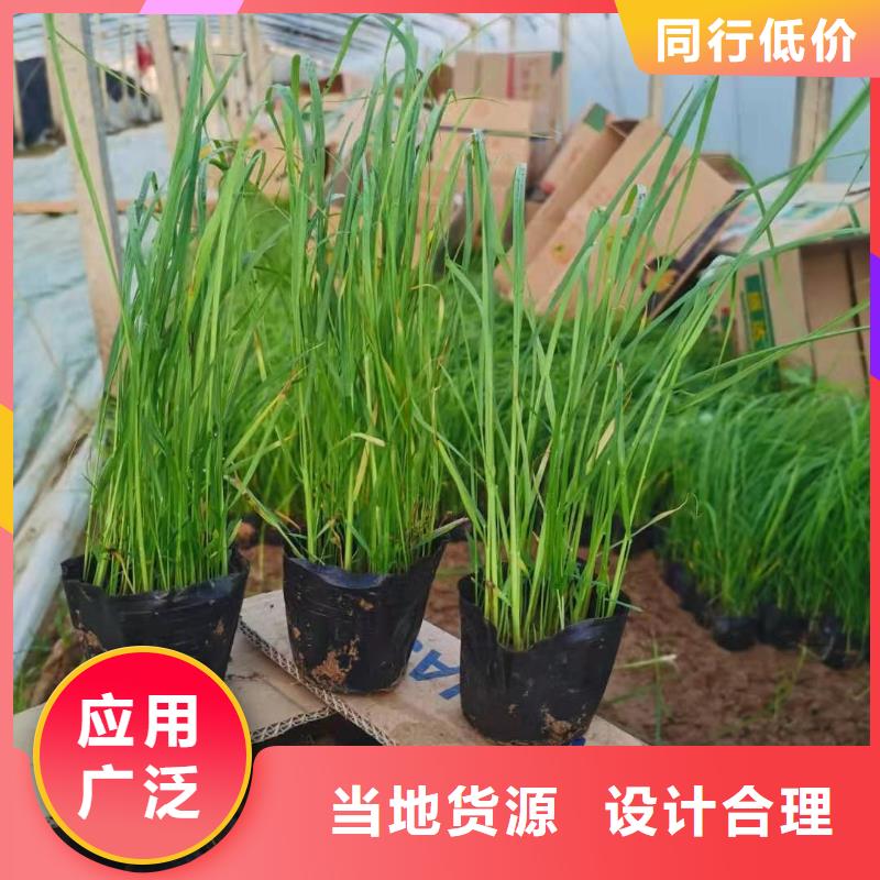 馬鞭草生產廠家支持定制