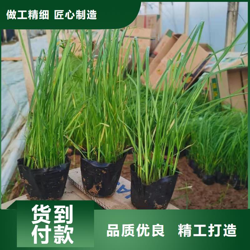本地馬鞭草生產廠家