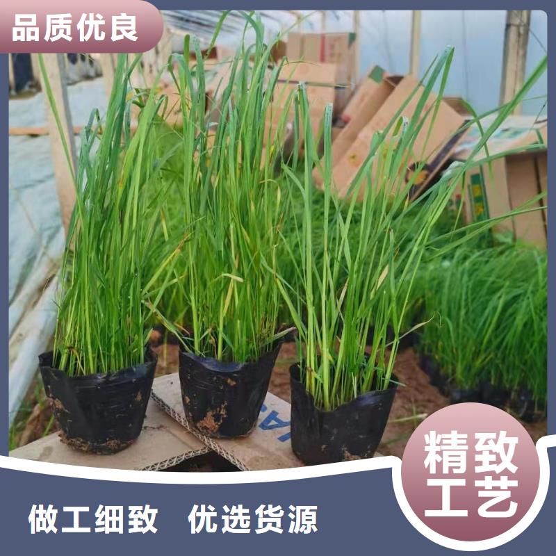 馬鞭草大量現(xiàn)貨供應(yīng)