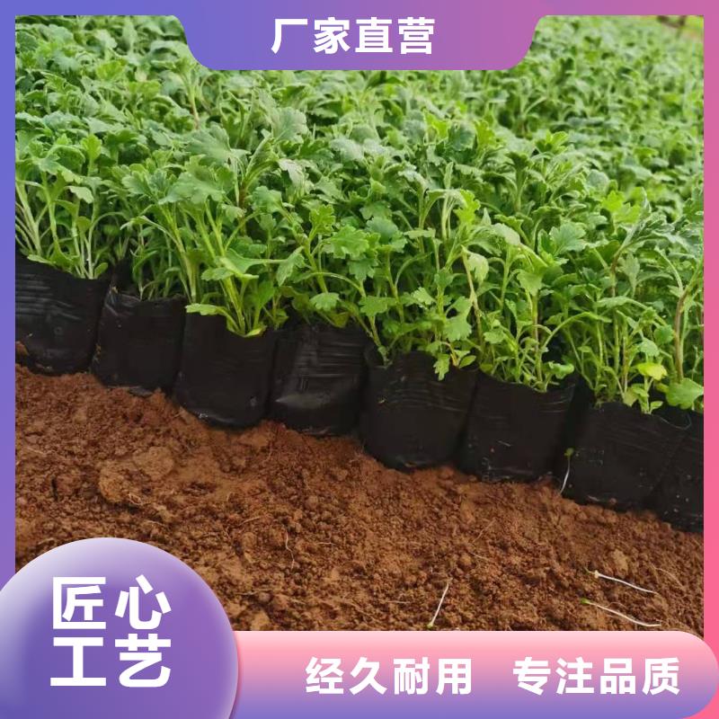 靠譜的馬鞭草經銷商