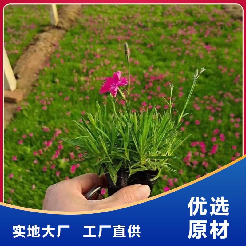 優質的馬鞭草生產廠家
