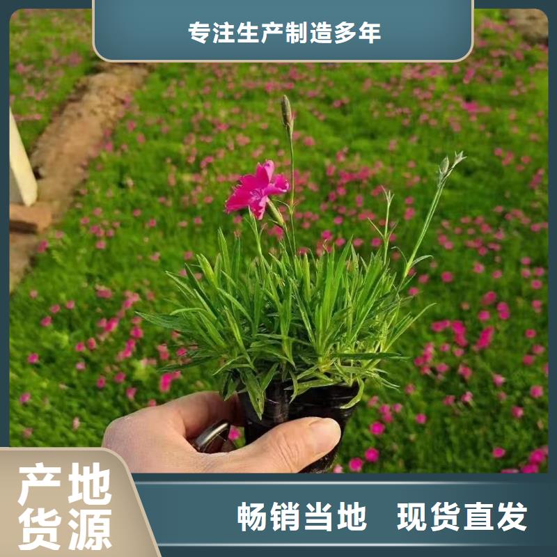 定制馬鞭草的廠家