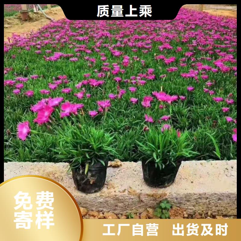 马鞭草现货供应厂家高质量高信誉