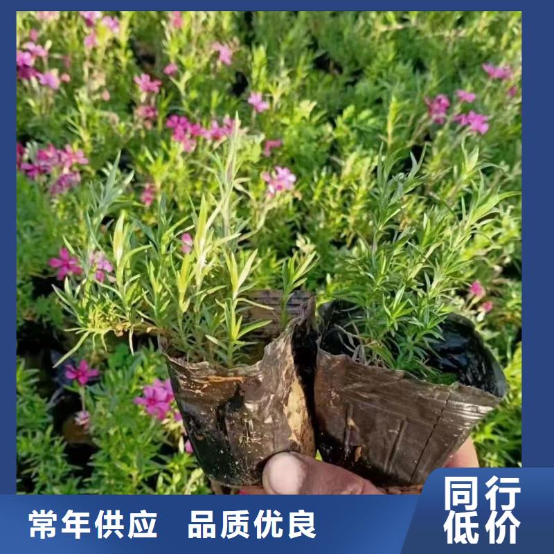 买马鞭草必看-规格全