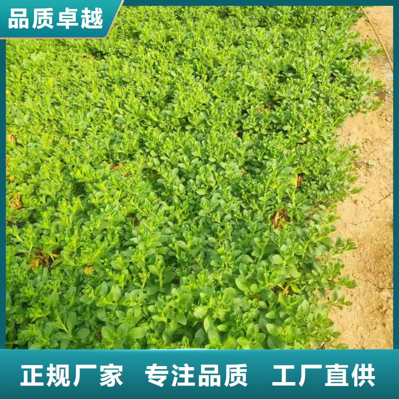 价格合理的马鞭草公司附近生产厂家