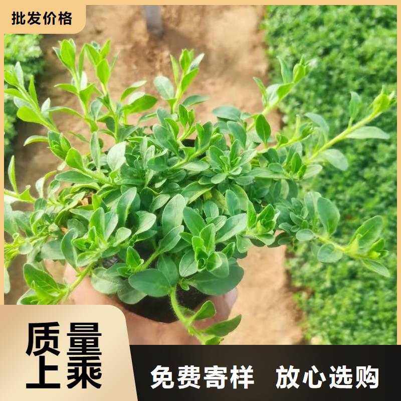 馬鞭草_生產(chǎn)廠家_品質(zhì)保證