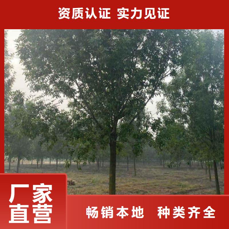 常年供應白蠟-現貨供應