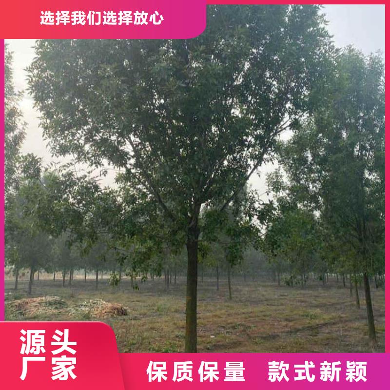 白蠟-白蠟廠家現貨