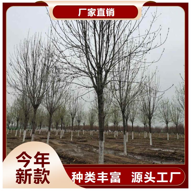 白蠟熱銷貨源