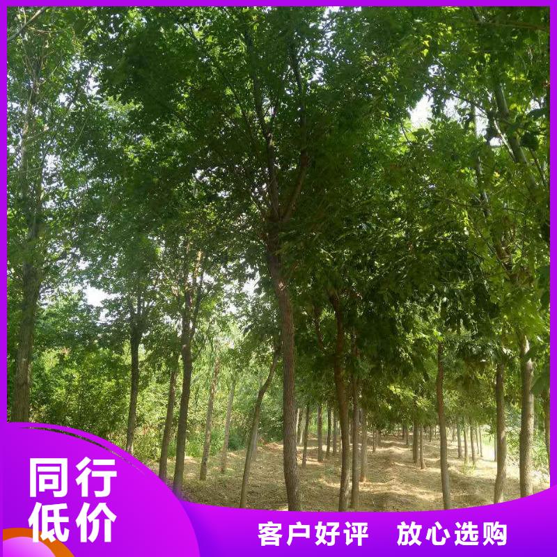 白蠟品牌-報(bào)價(jià)