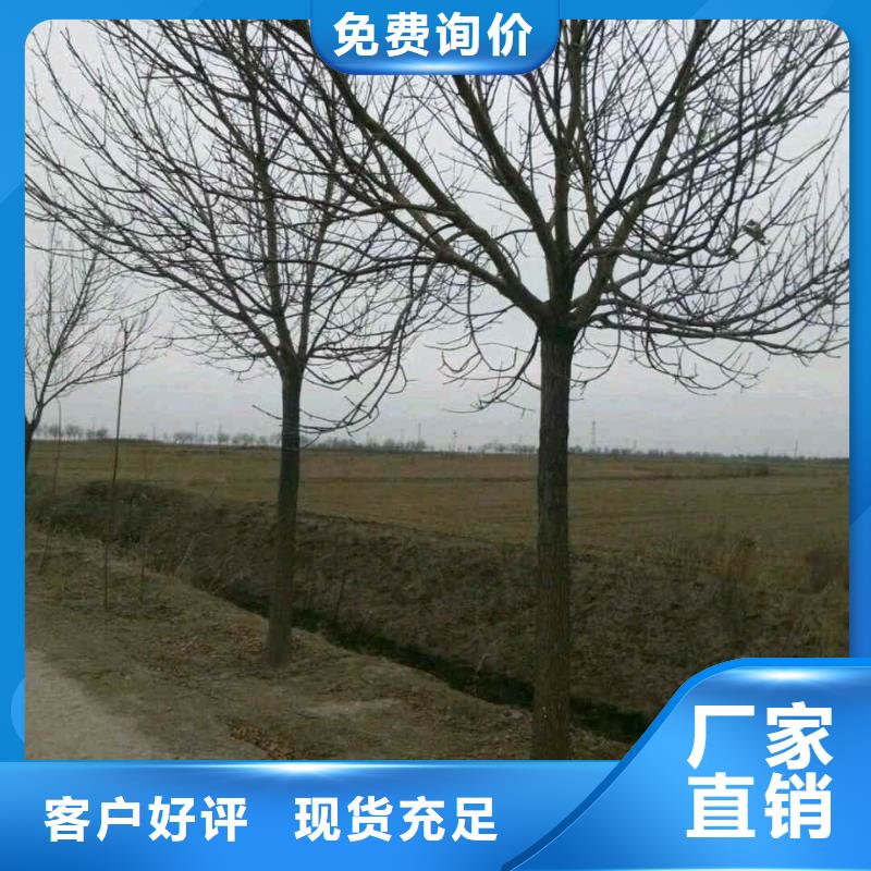 白蠟來廠實地考察