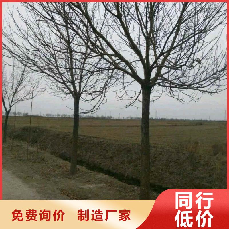 白蠟-白蠟廠家現(xiàn)貨