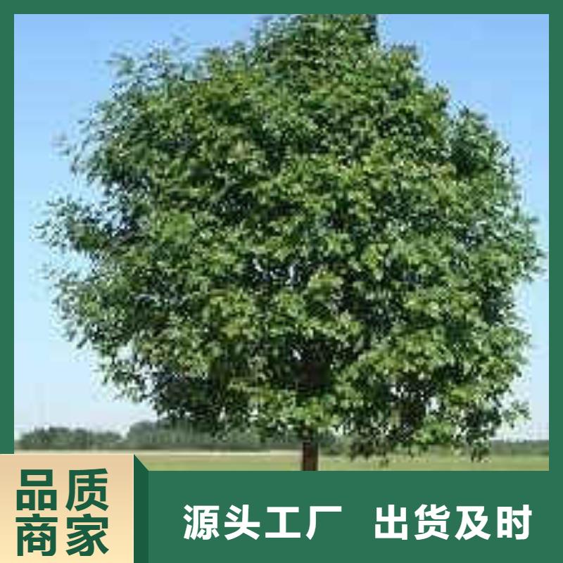 賣白蠟的經銷商