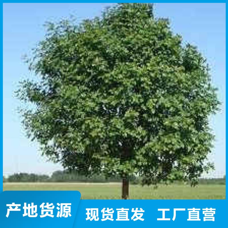 白蠟-正規(guī)廠家